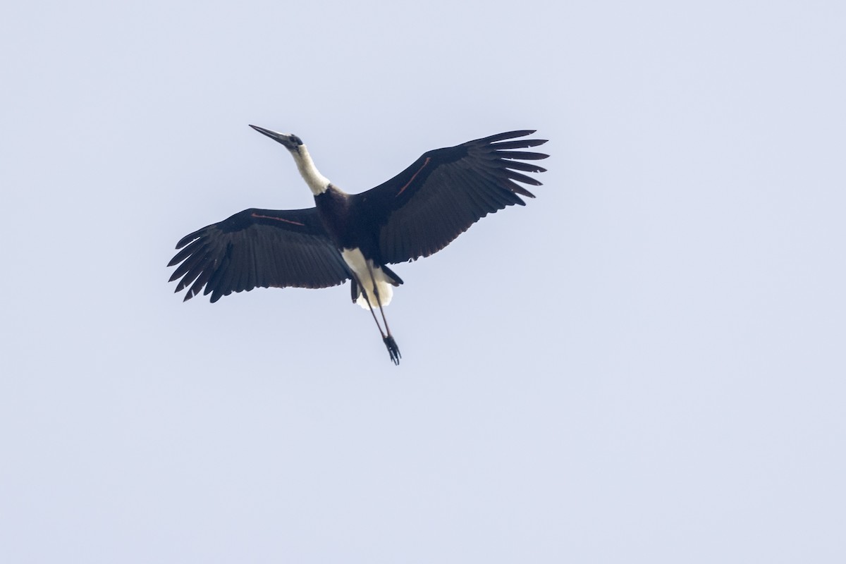 Asian Woolly-necked Stork - ML645981260