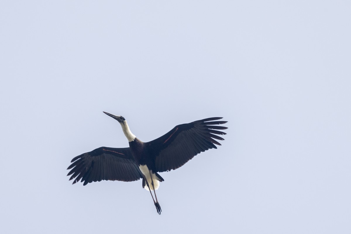 Asian Woolly-necked Stork - ML645981261