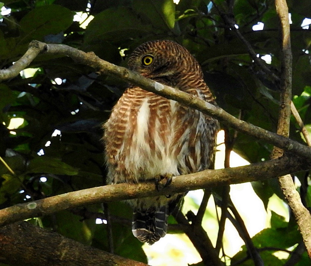 Asian Barred Owlet - ML645981262