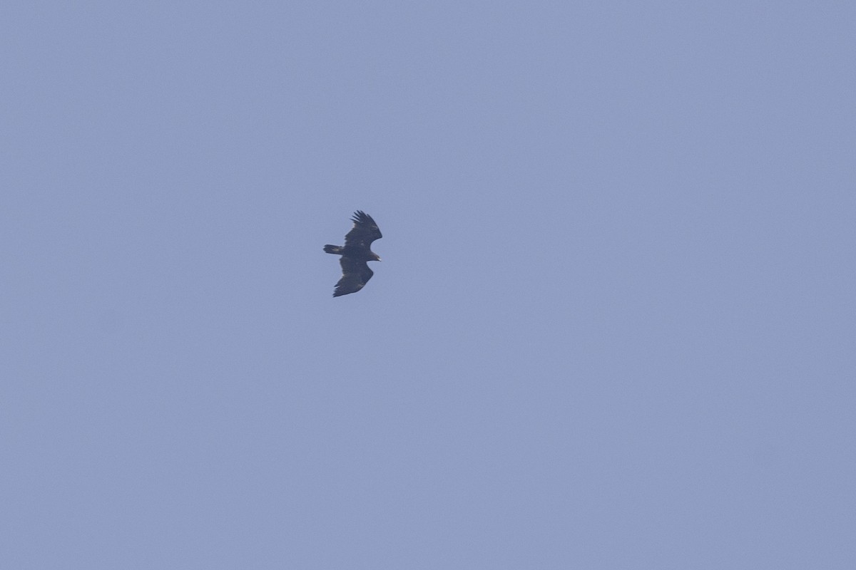 Greater Spotted Eagle - ML645981271