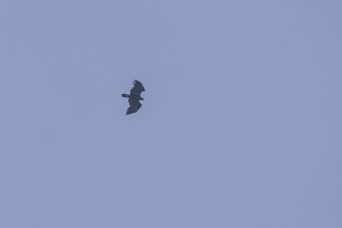 Greater Spotted Eagle - ML645981276