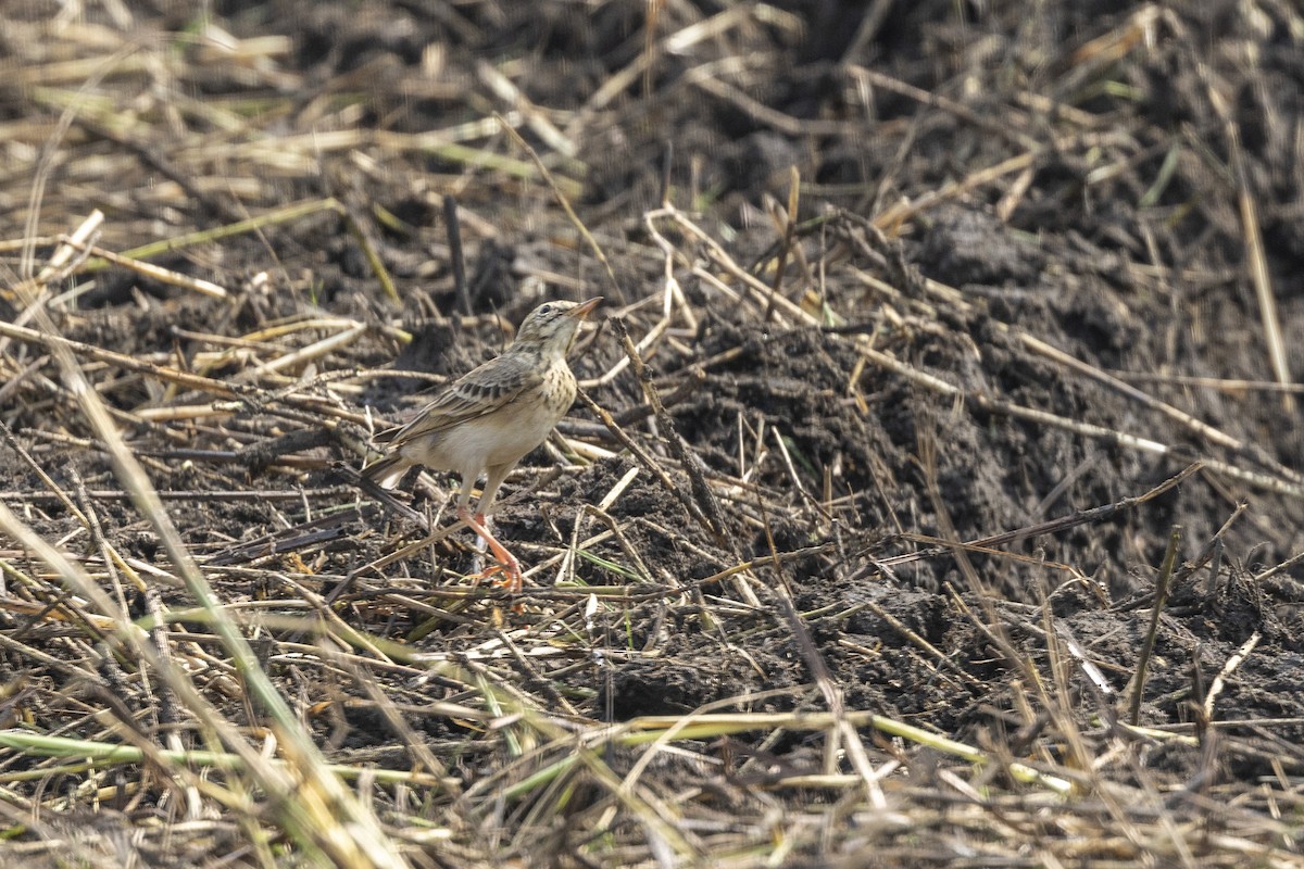 linduška rýžová - ML645981280