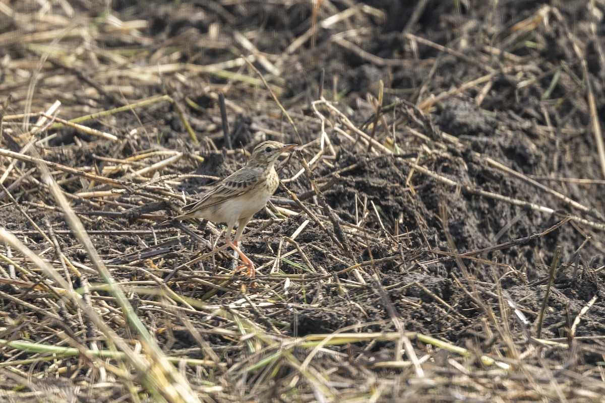 linduška rýžová - ML645981281