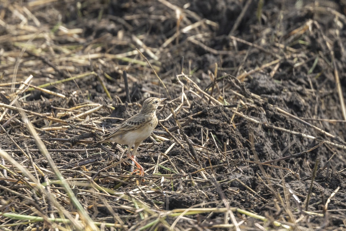 linduška rýžová - ML645981282