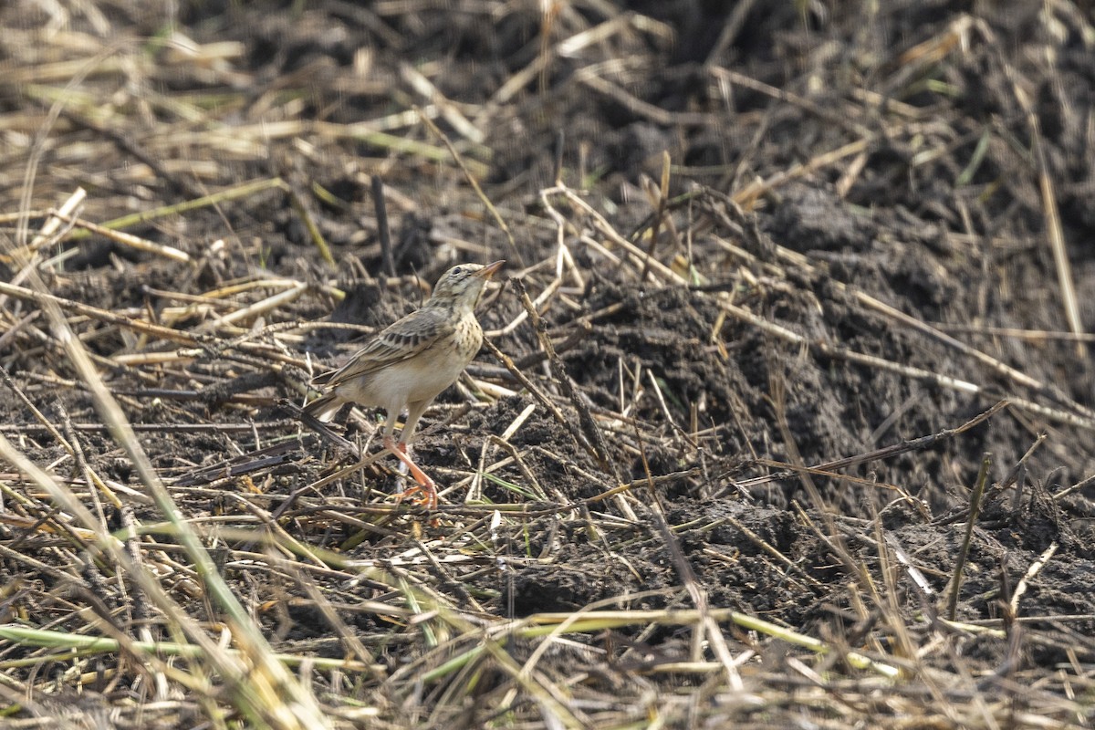 linduška rýžová - ML645981283