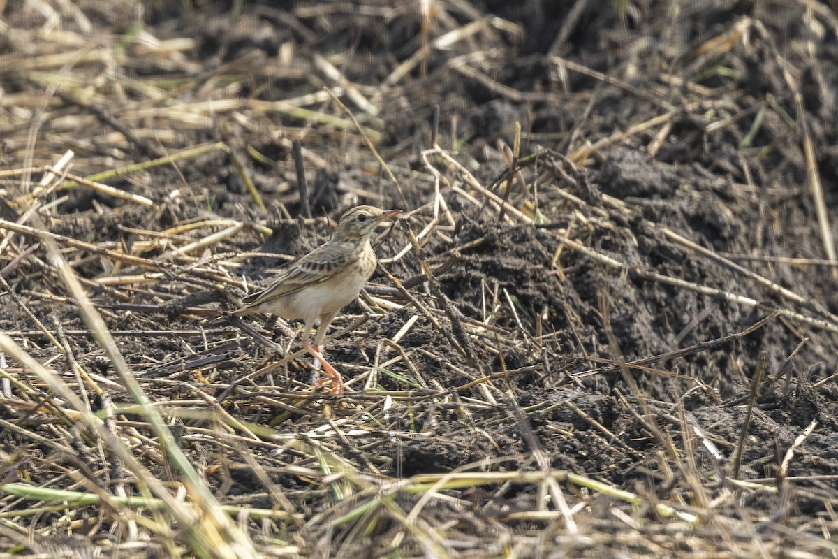 linduška rýžová - ML645981284