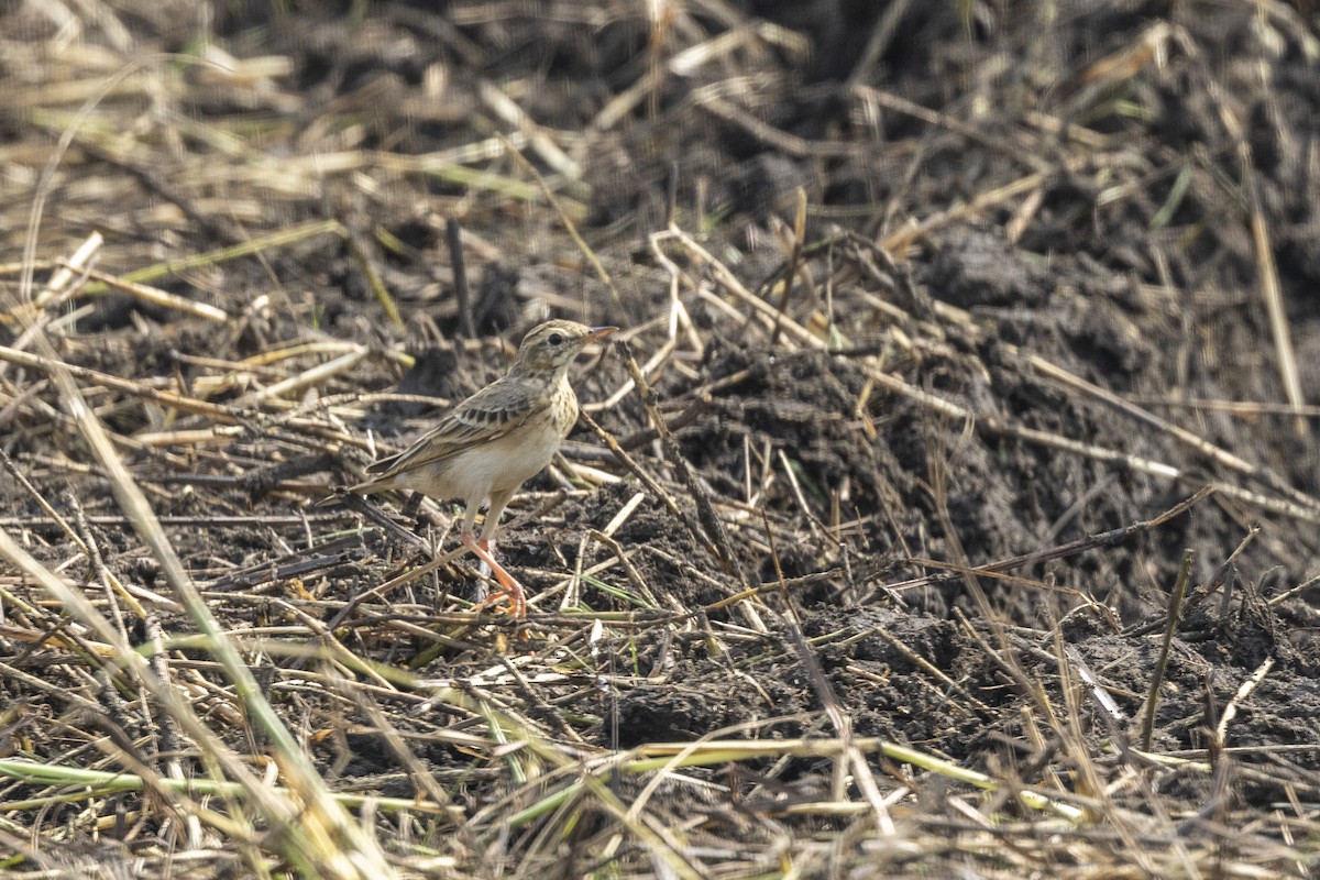 linduška rýžová - ML645981285