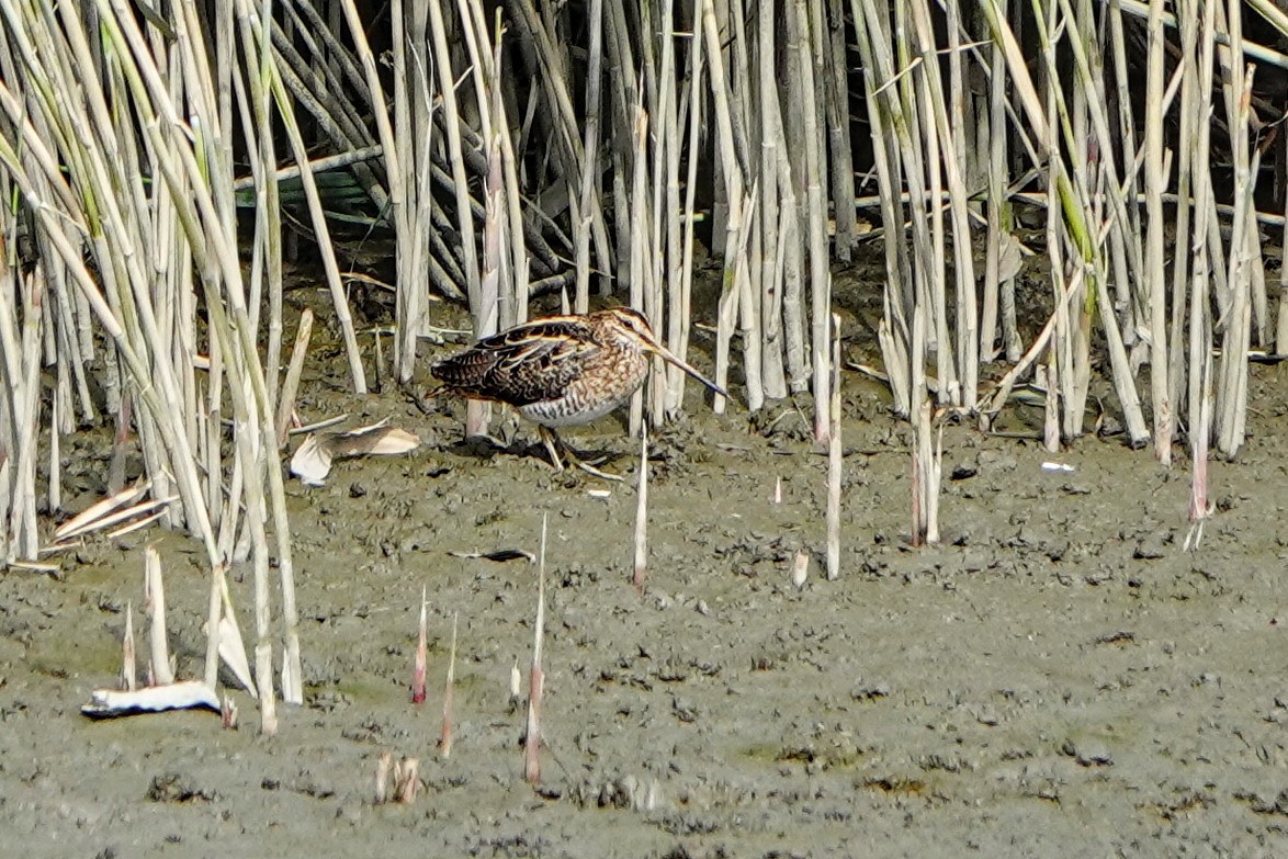 חרטומית ביצות - ML645981287
