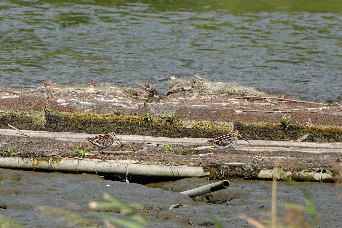 חרטומית ביצות - ML645981288