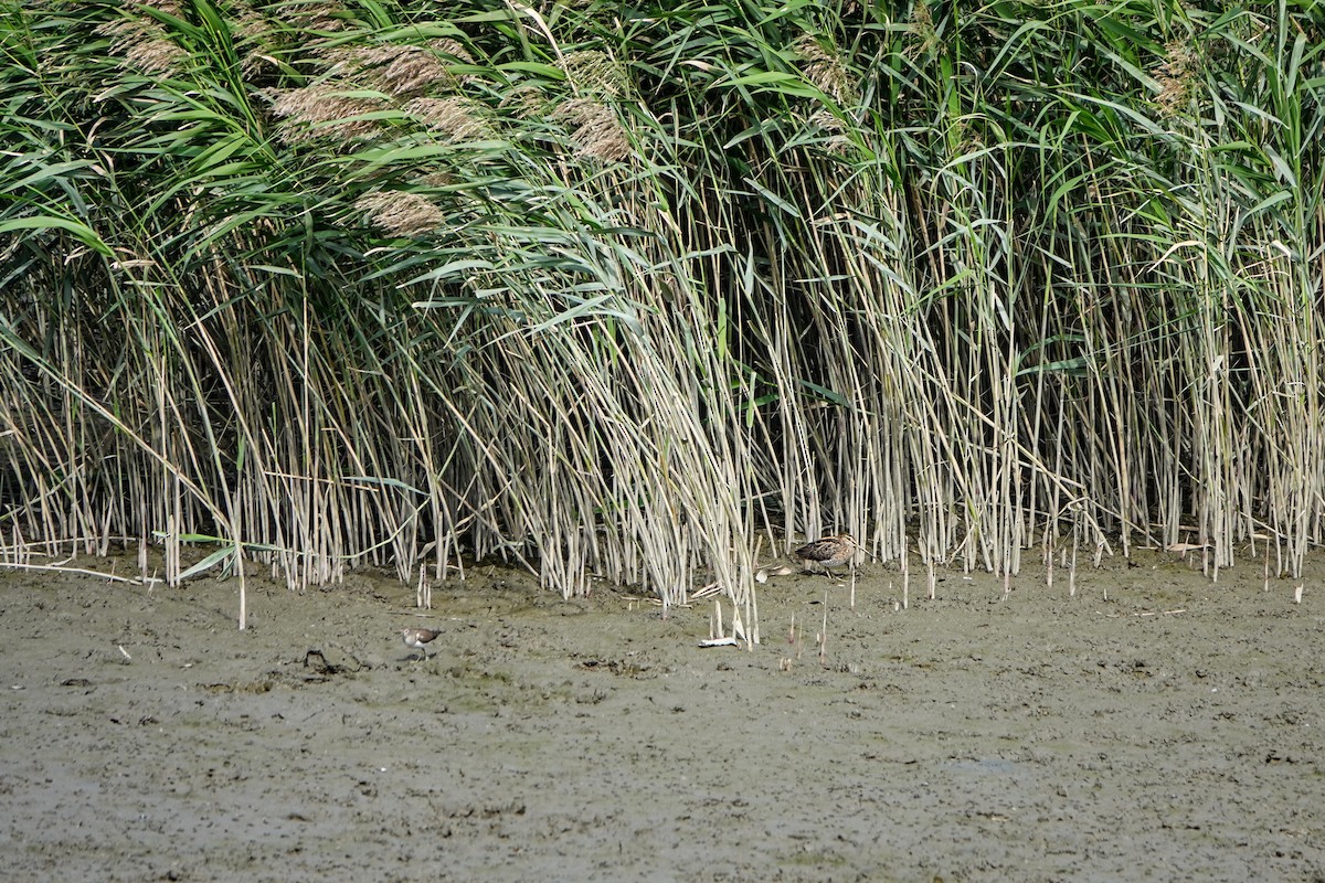 חרטומית ביצות - ML645981289