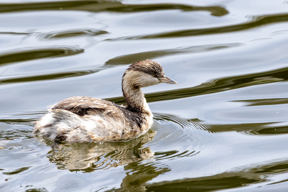 シラガカイツブリ - ML645981290