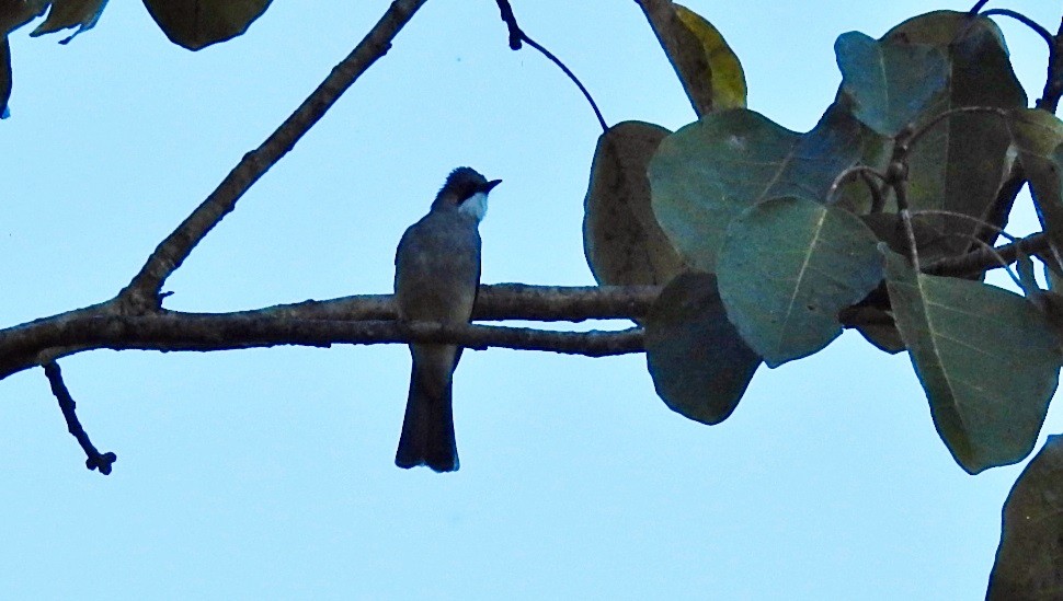 Ashy Bulbul - ML645981294