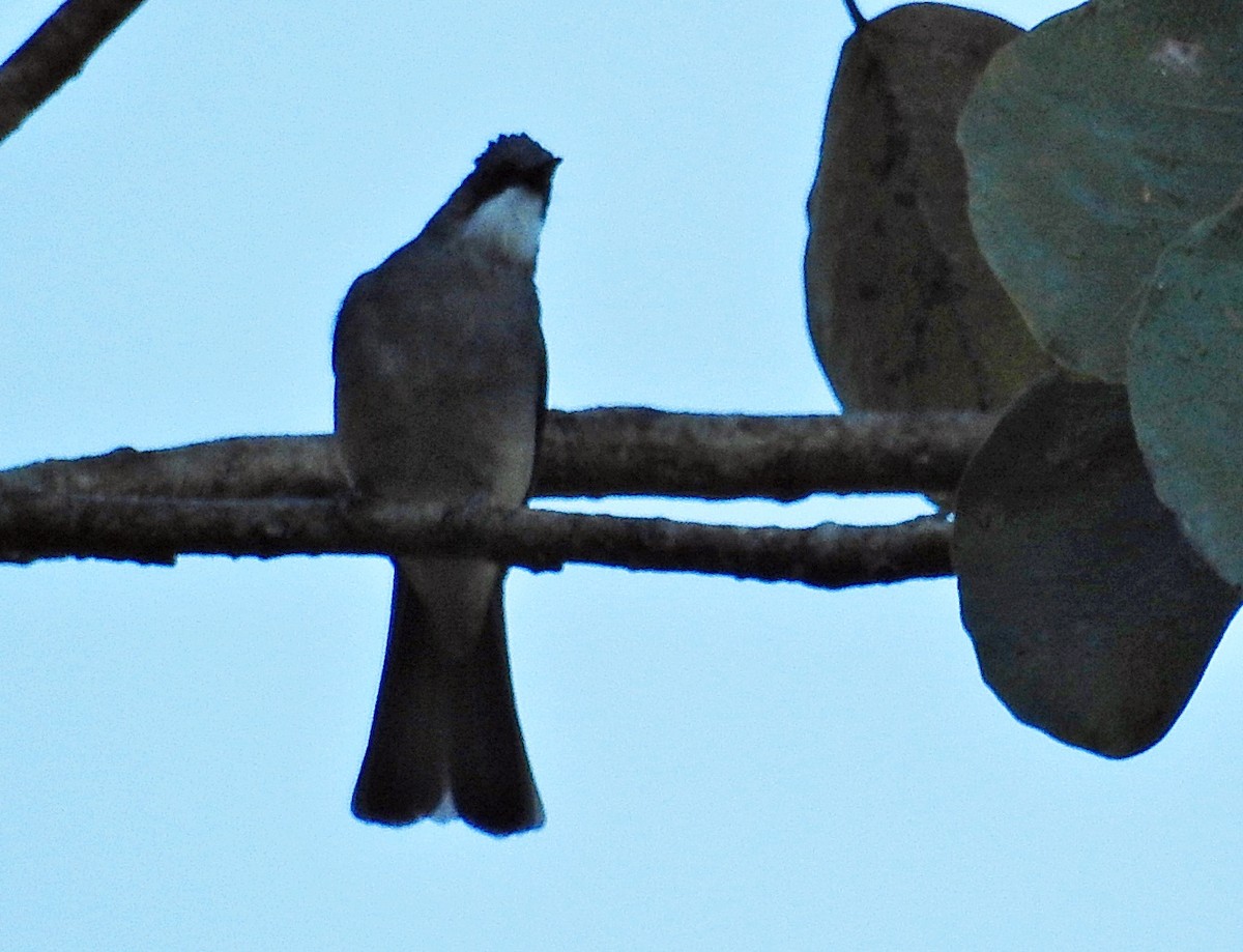 Ashy Bulbul - ML645981295