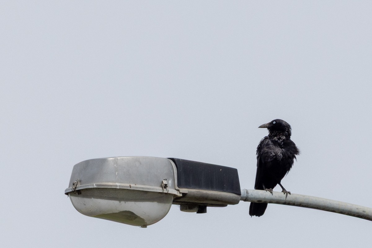 ミナミコワタリガラス - ML645981296