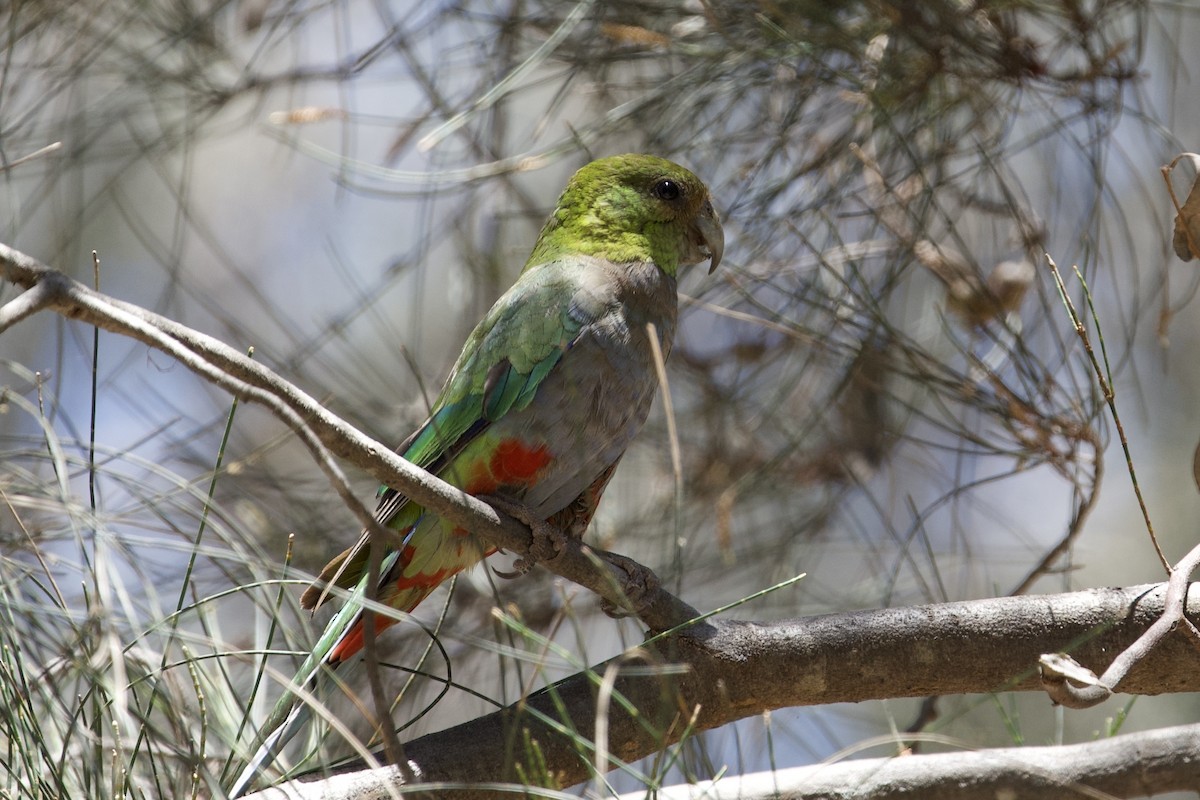 Red-capped Parrot - ML645981306