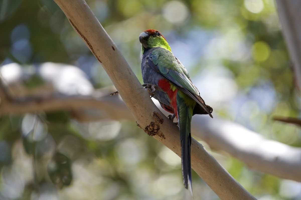 Red-capped Parrot - ML645981307