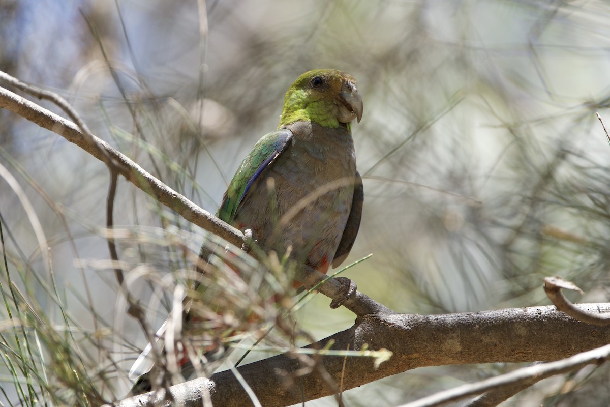 Red-capped Parrot - ML645981308