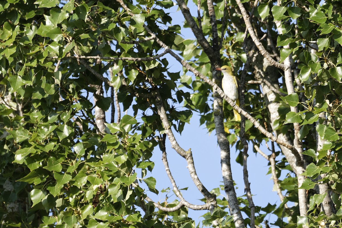 Eurasian Golden Oriole - ML645981318