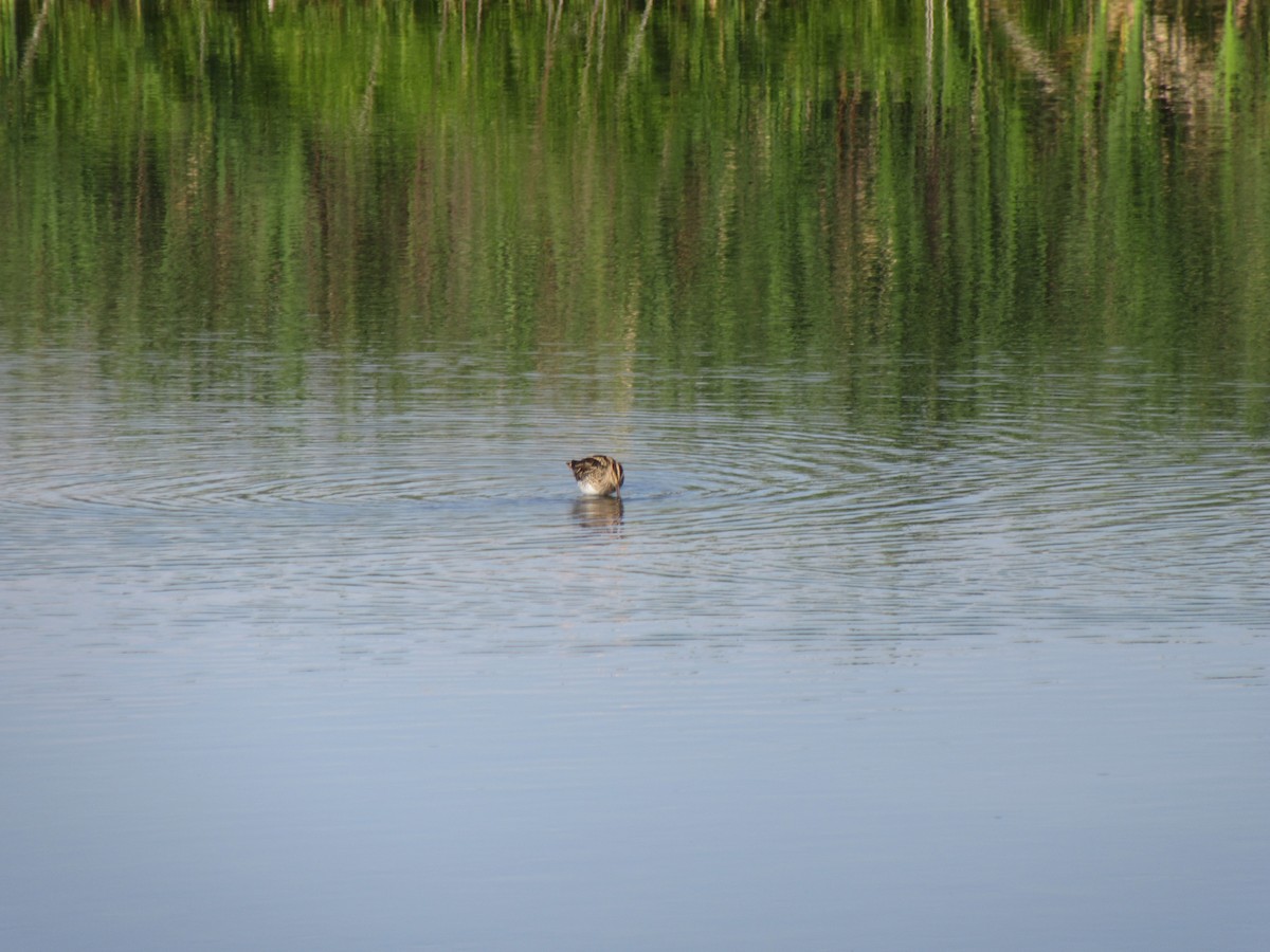 African Snipe - ML645981325