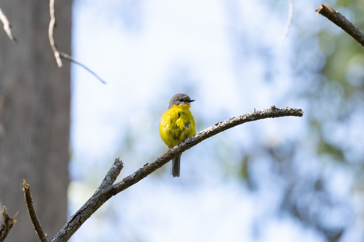 Doğulu Sarı Bülbül - ML645981340