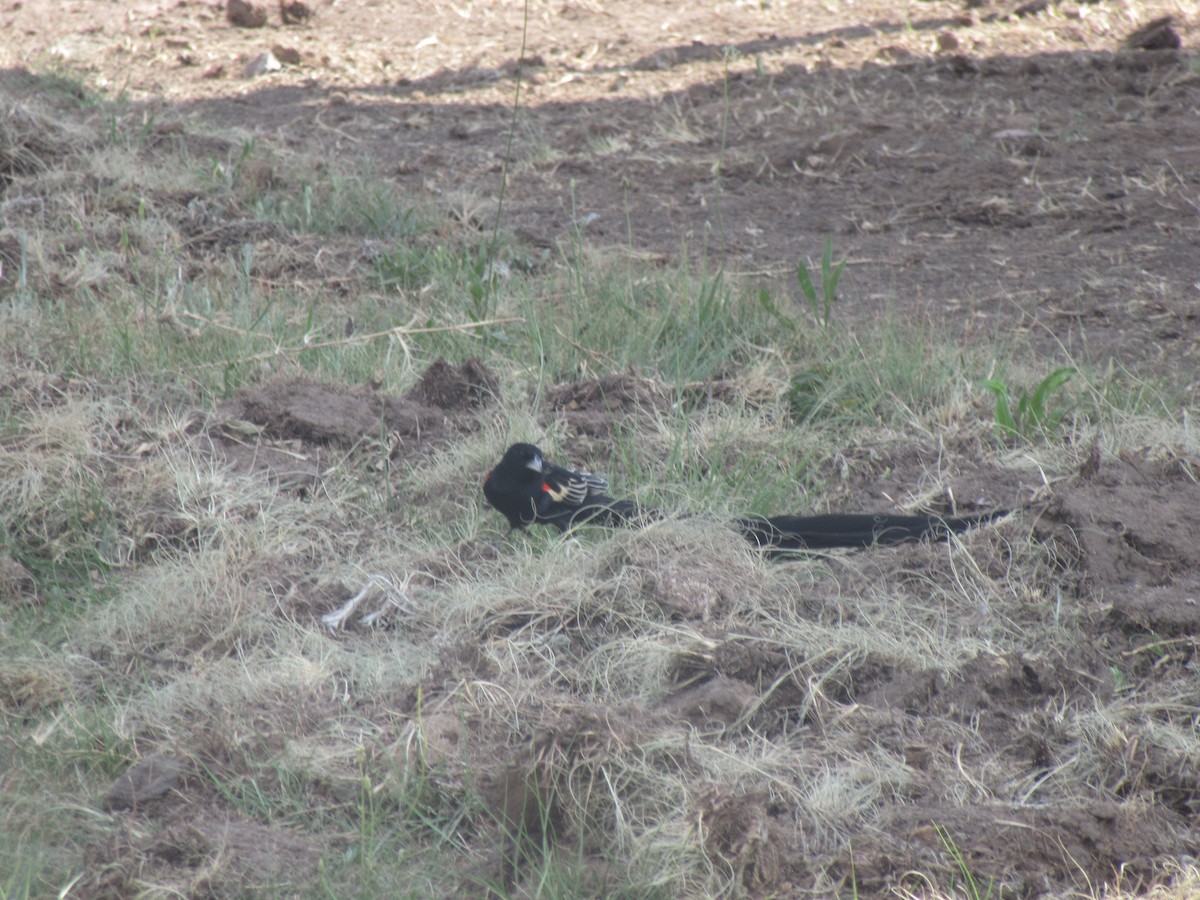 Long-tailed Widowbird - ML645981351