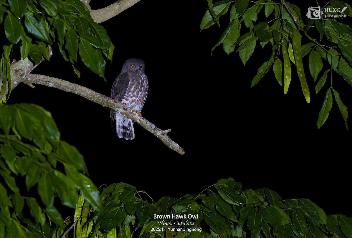 Brown Boobook - ML645981352