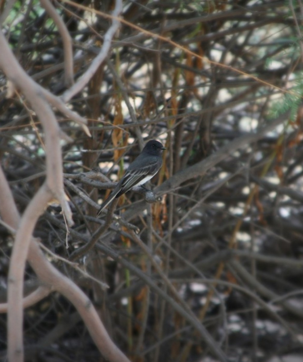 Black Phoebe - ML645981356