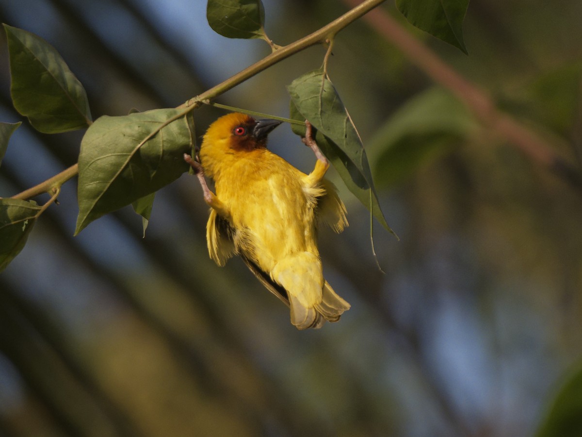 Иволговый ткач - ML645981357