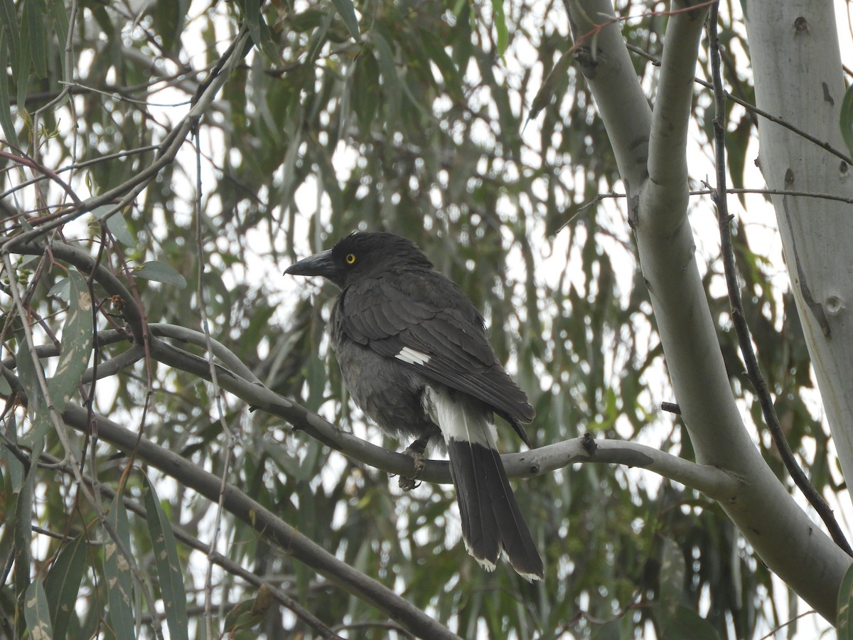 Pied Currawong - ML645981358