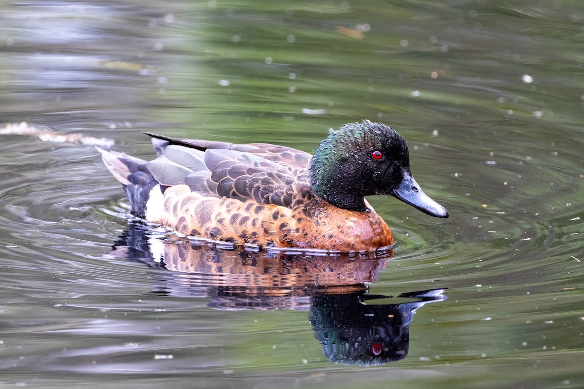 Chestnut Teal - ML645981362