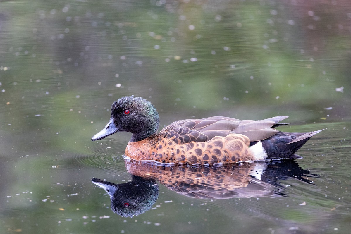 Chestnut Teal - ML645981363