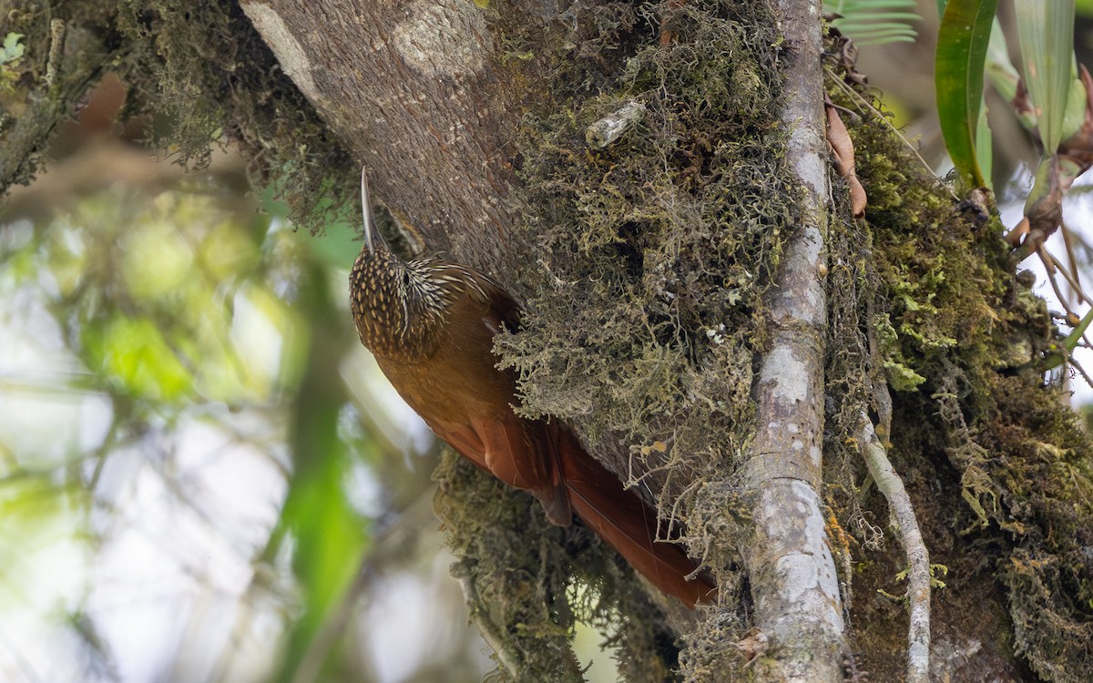 tåretreløper - ML645981365