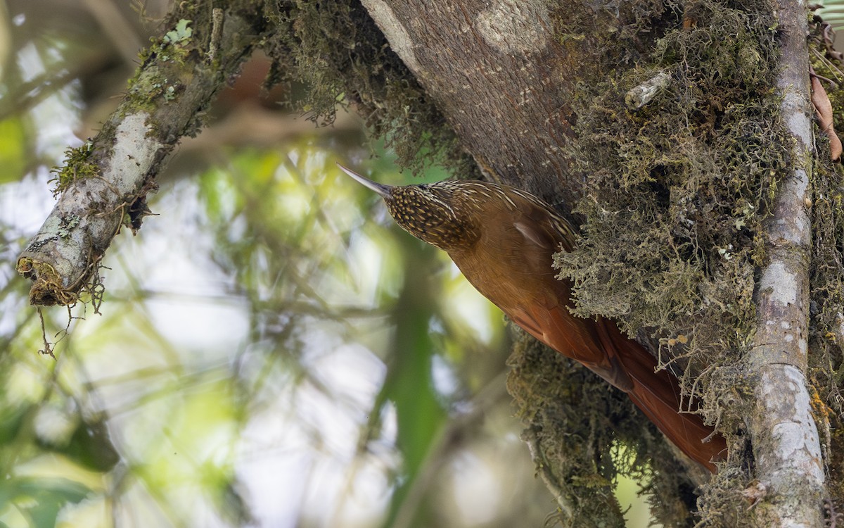 tåretreløper - ML645981366