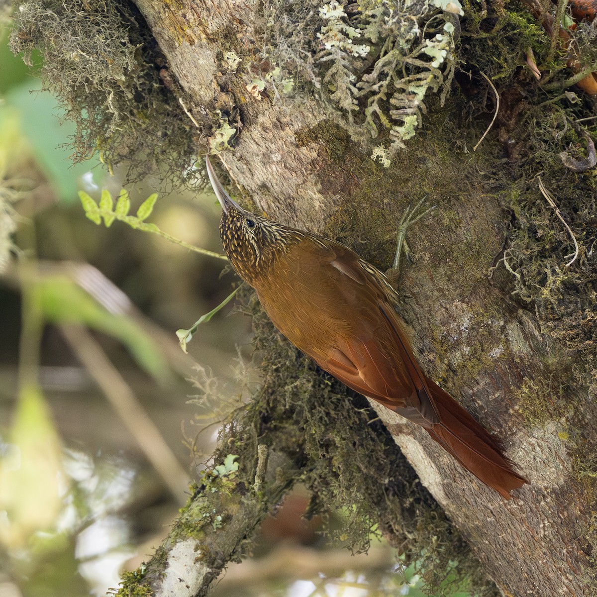 tåretreløper - ML645981367