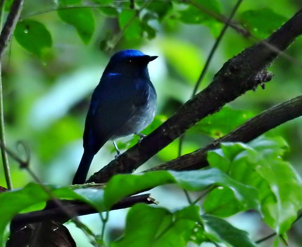 Small Niltava - ML645981368