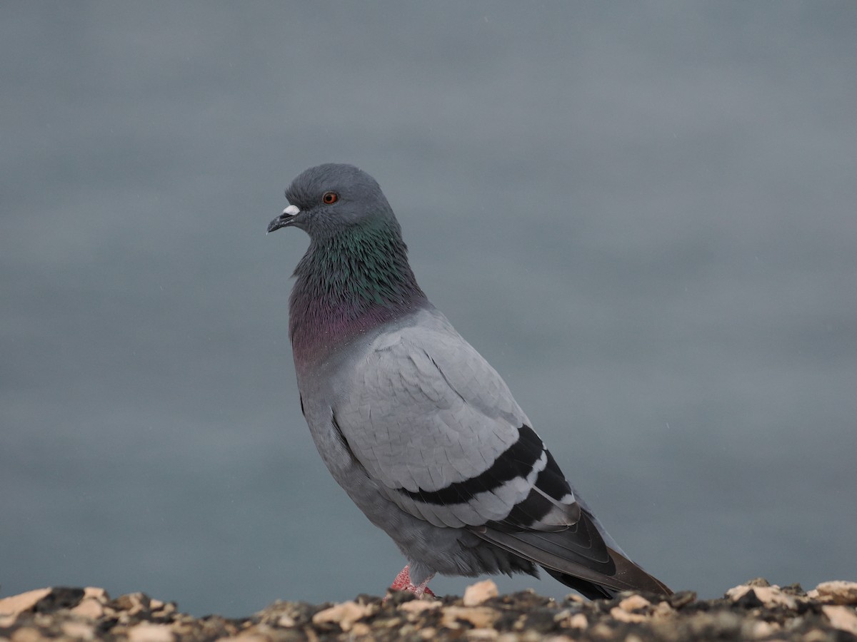 Rock Pigeon (Feral Pigeon) - ML645981369