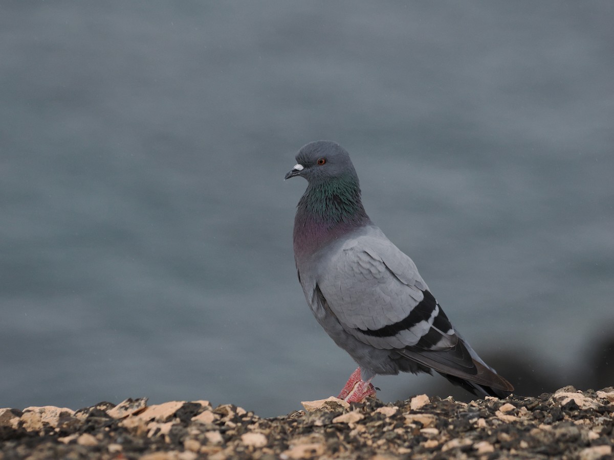 Rock Pigeon (Feral Pigeon) - ML645981370