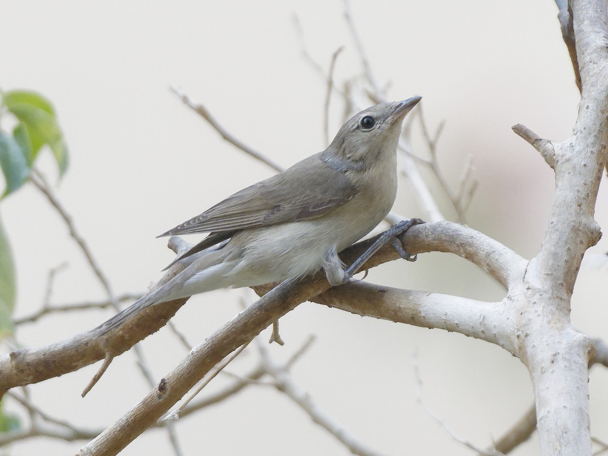 Бутны зэржгэнэ - ML645981371