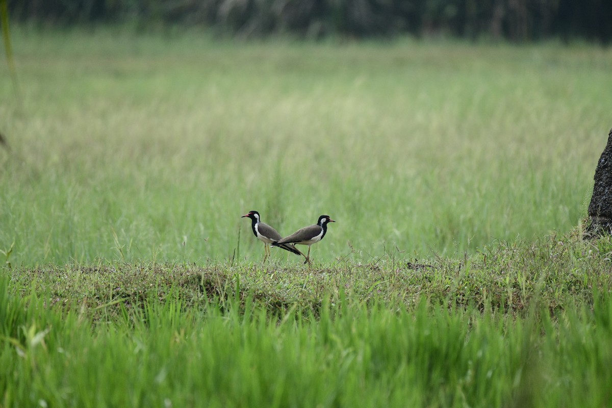Red-wattled Lapwing - ML645981372
