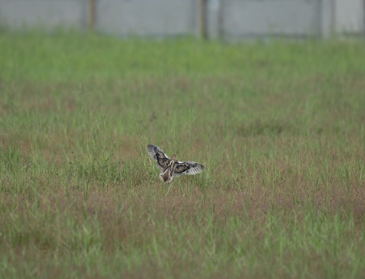 Pin-tailed Snipe - ML645981376