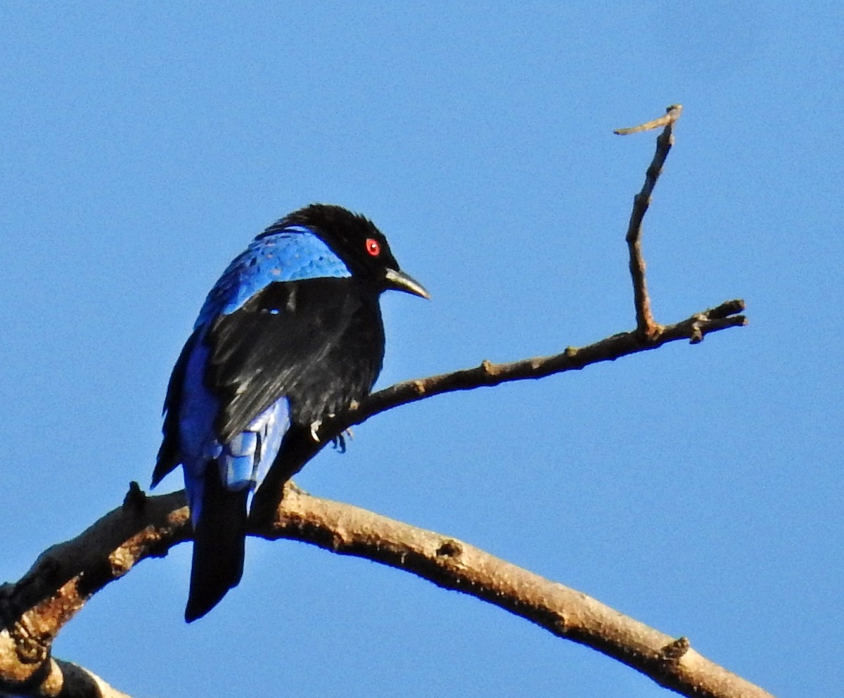 Asian Fairy-bluebird - ML645981377