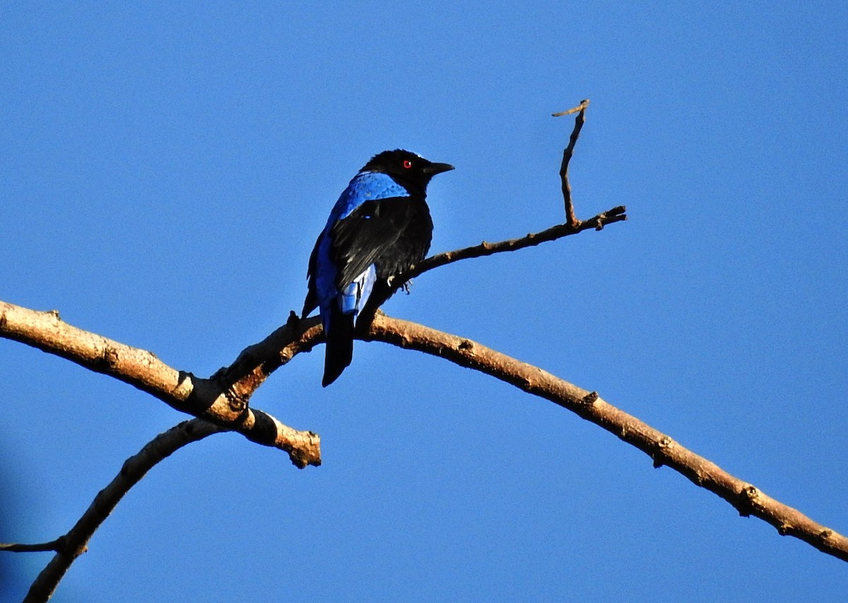 Asian Fairy-bluebird - ML645981378