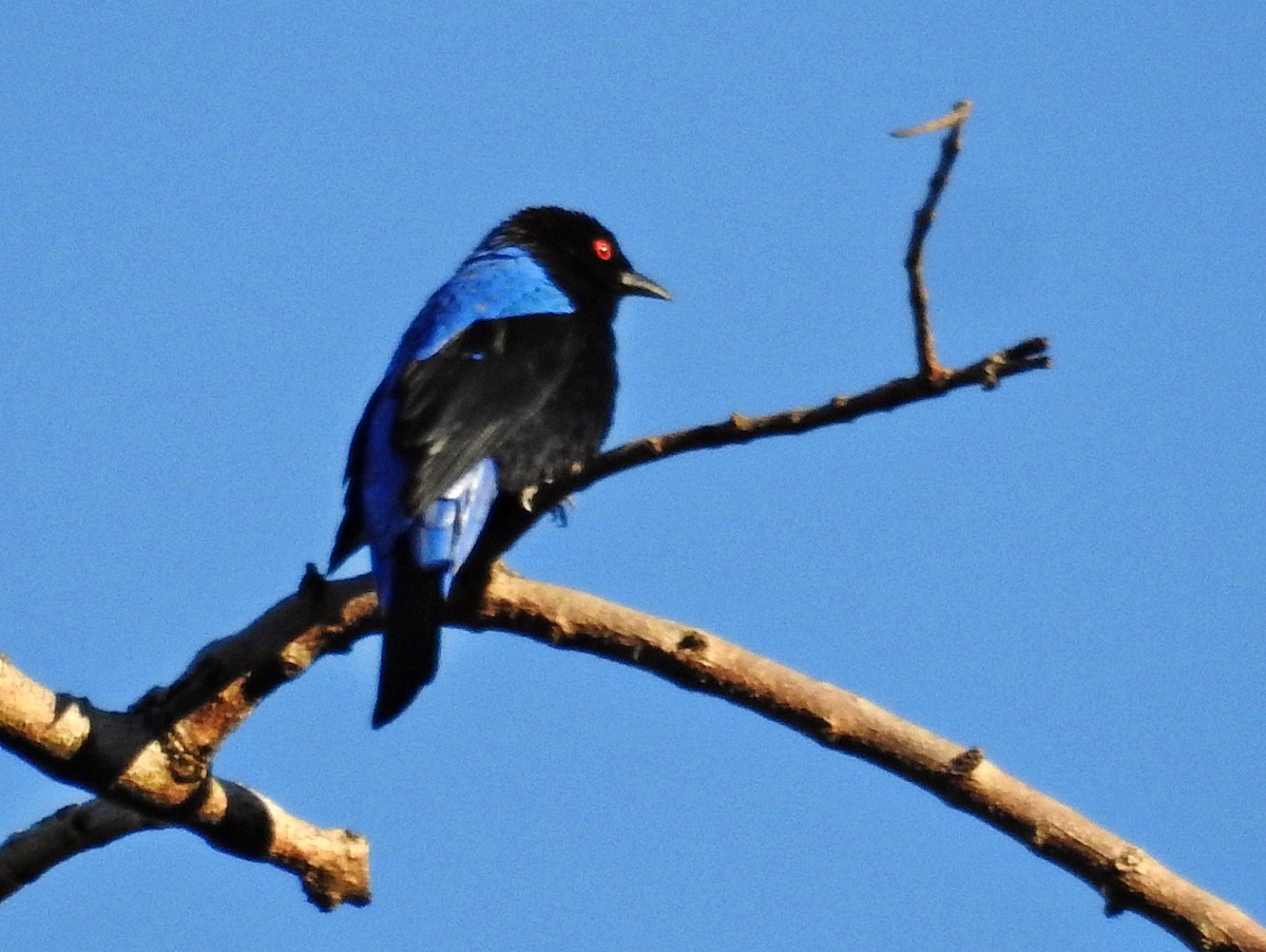 Asian Fairy-bluebird - ML645981379