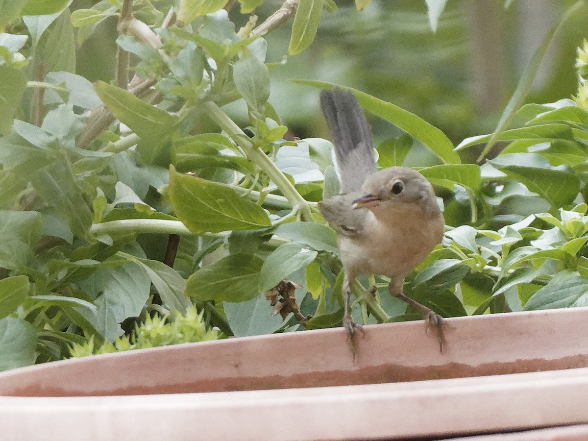 Menetries's Warbler - ML645981380