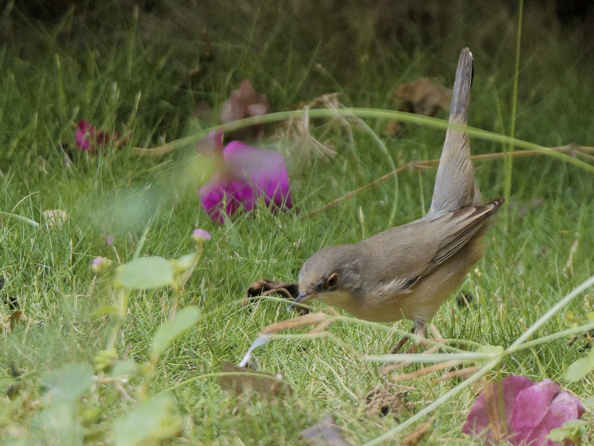 Menetries's Warbler - ML645981381