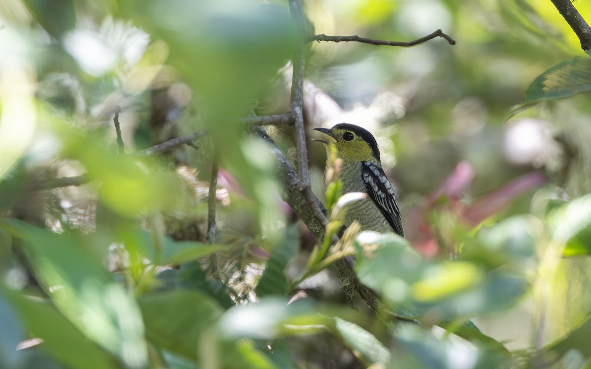 Barred Becard - ML645981382