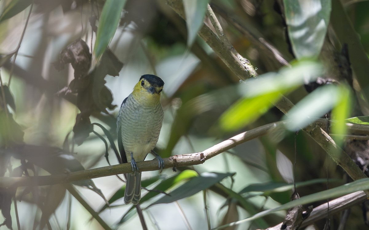 Barred Becard - ML645981383