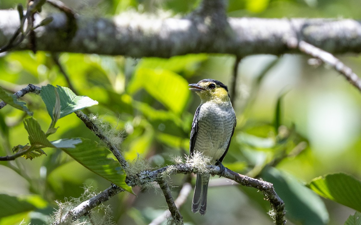 Barred Becard - ML645981384