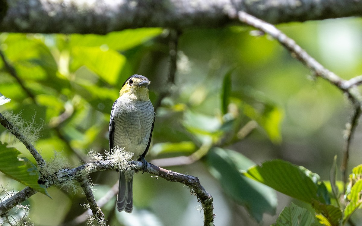 Barred Becard - ML645981385