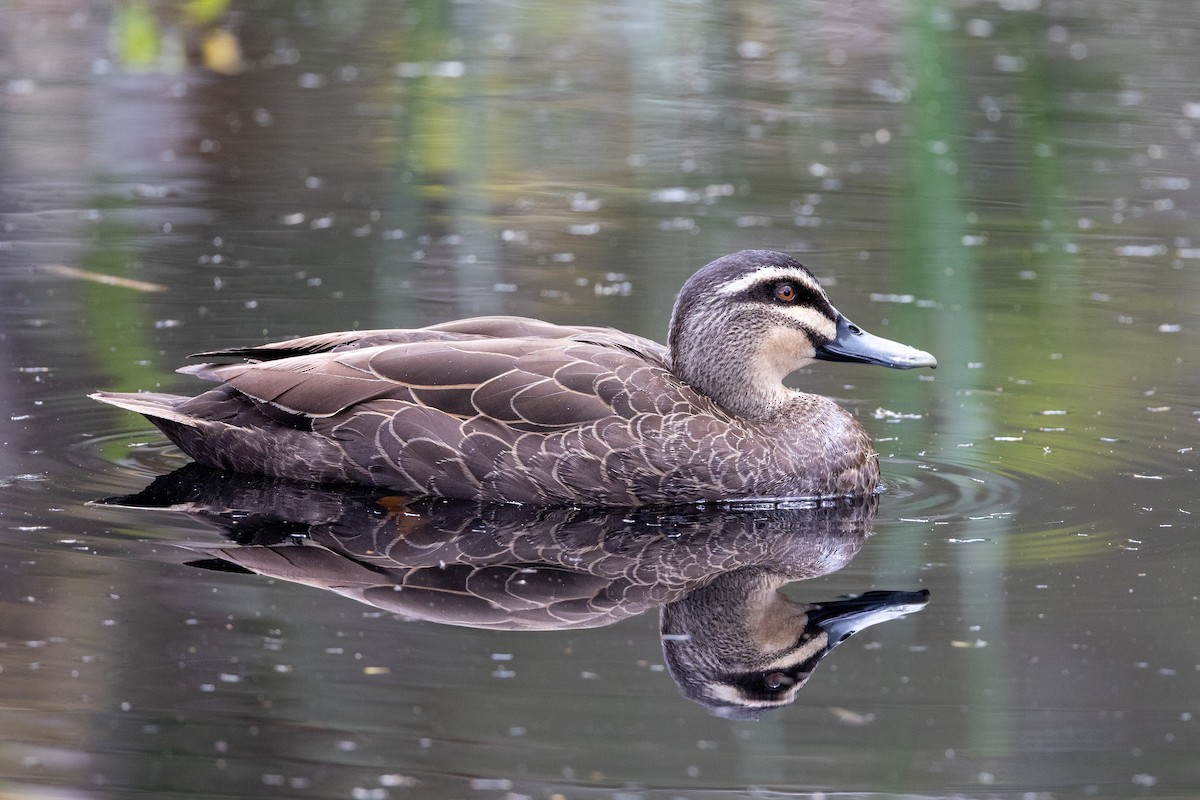 Pacific Black Duck - ML645981386